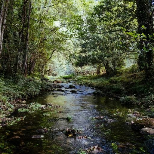 Forest stream with lush green trees.